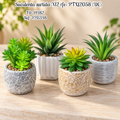 Suculenta surtida X12 rfe: PTQ2058 (DC)