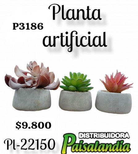 Cactus surtido PL-22150 (UND)