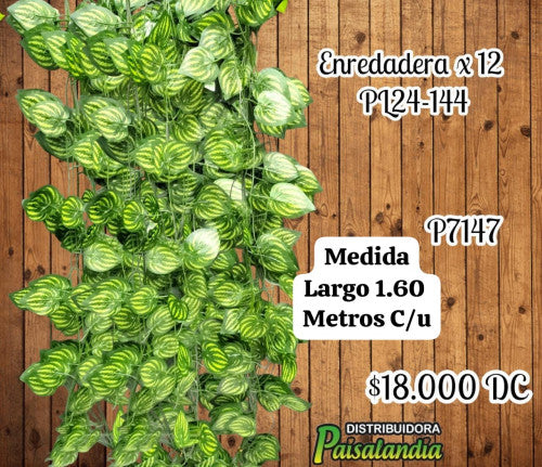 Enredadera x 12 unidades  PL24-144